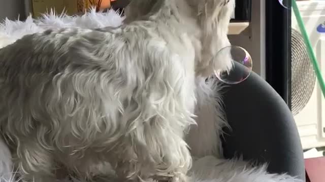 White dog biting bubbles