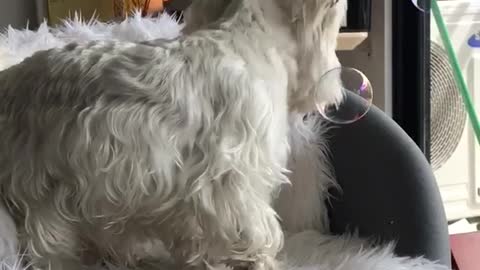 White dog biting bubbles