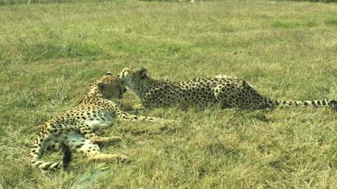 Two leopards were relaxing