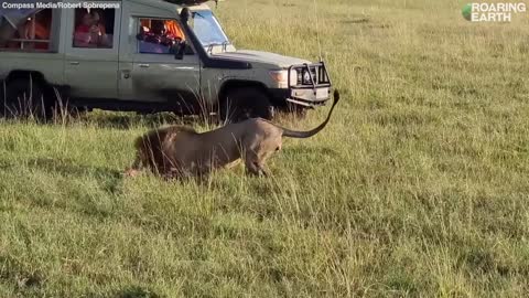 Fearless Lion Takes On 30 Hyenas