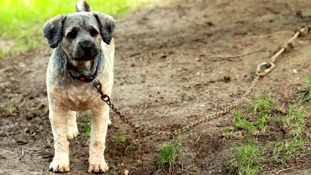 Dog barking in the yard