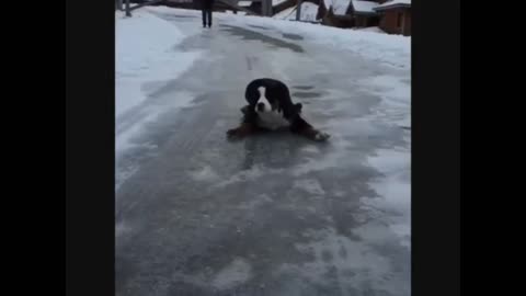 Funny Dog Sliding On Ice