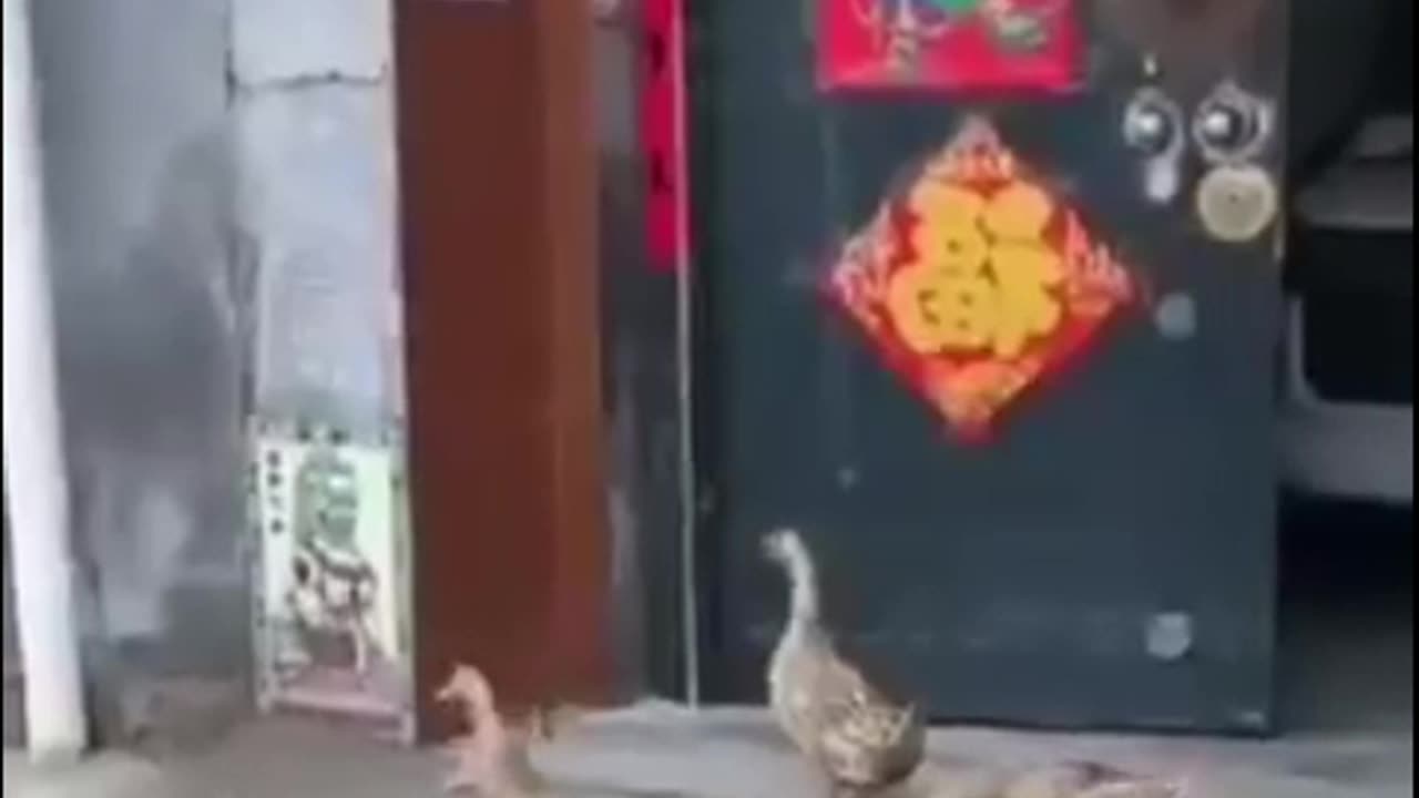 Funny videos duck🤣🤣🤪