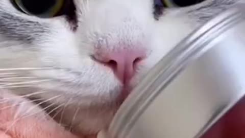 cute cat ! #shorts #animals