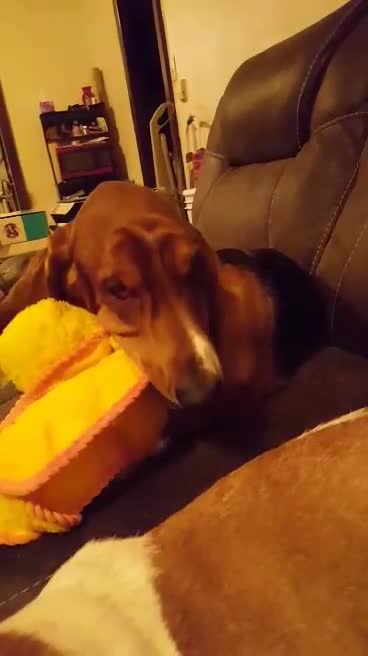 cute dog VS duck