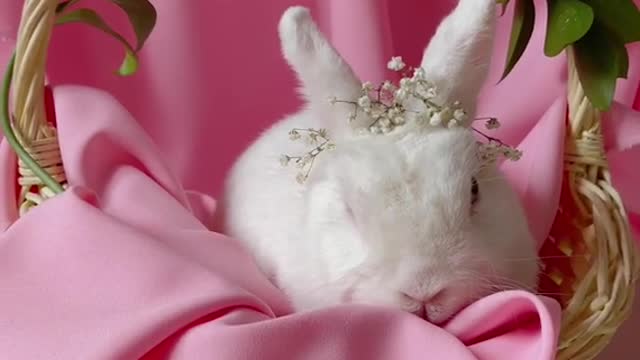 Cute Rabbit Video 2021