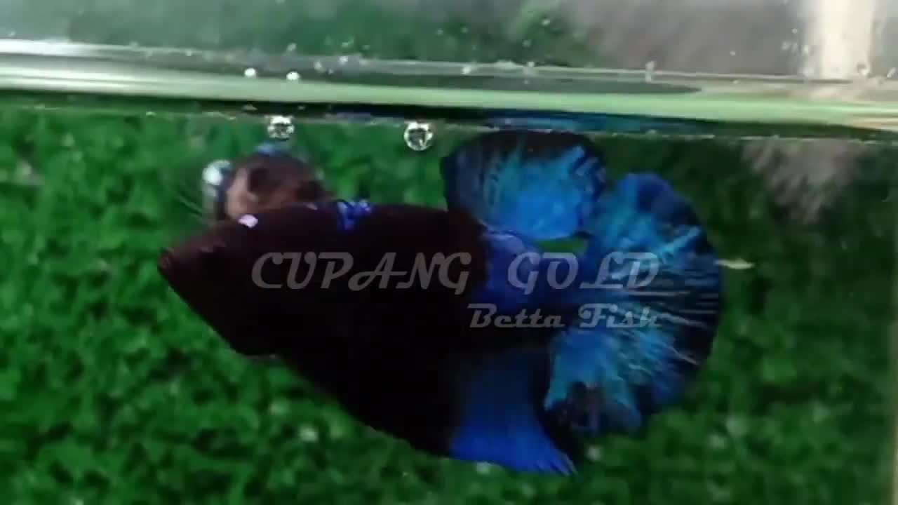 CUPANG PALAKAT & SUPER BLACK --- BETTA FISH --- BEST QUALITY