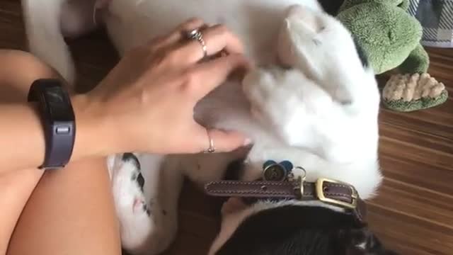 White dog getting belly rubbed and moving leg