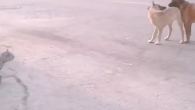 Cat attack on dog #shorts video