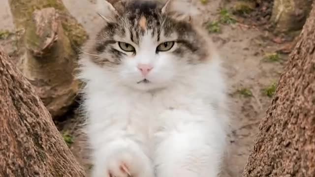 A cute Kitty playing with Tree