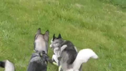 The Neighbours Cat Visits A Husky House😂