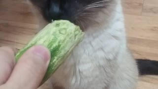 Cat Craving a Cucumber