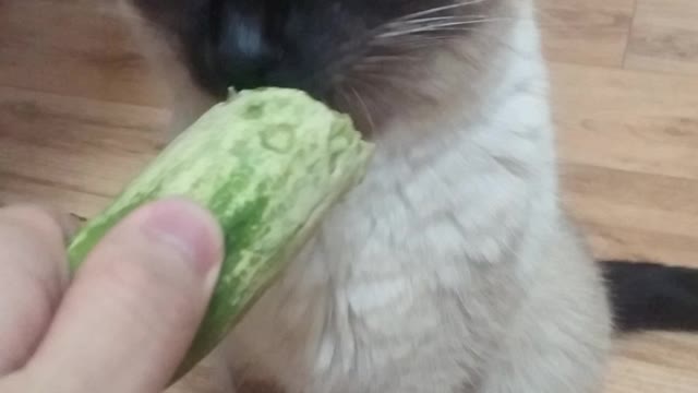 Cat Craving a Cucumber