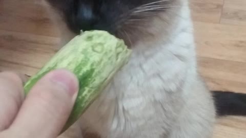 Cat Craving a Cucumber