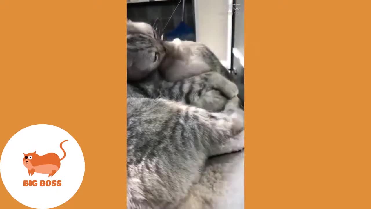 Funny Cats 😹 - Don't Try To Stop Laughing 🤣 - Funniest Cats TOM