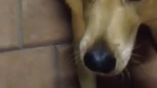 Food Loving Dog Resists Temptation