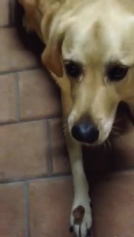 Food Loving Dog Resists Temptation