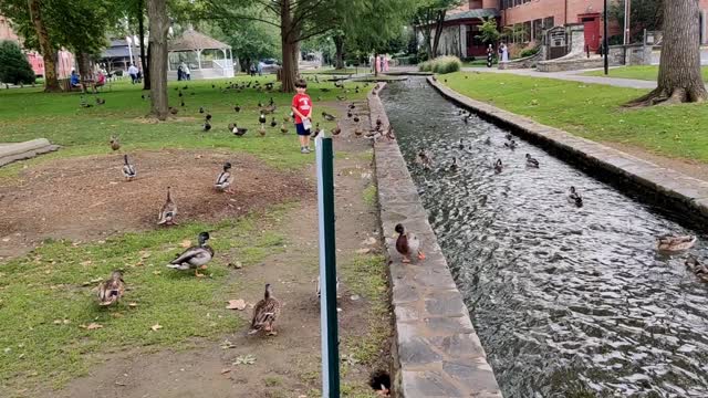 Visiting the Duck Park