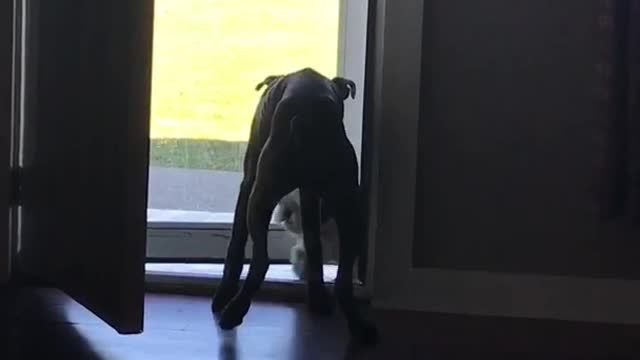 Dog opens door to let other dog inside