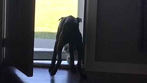 Dog opens door to let other dog inside