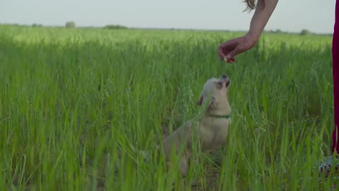 cute dog eating