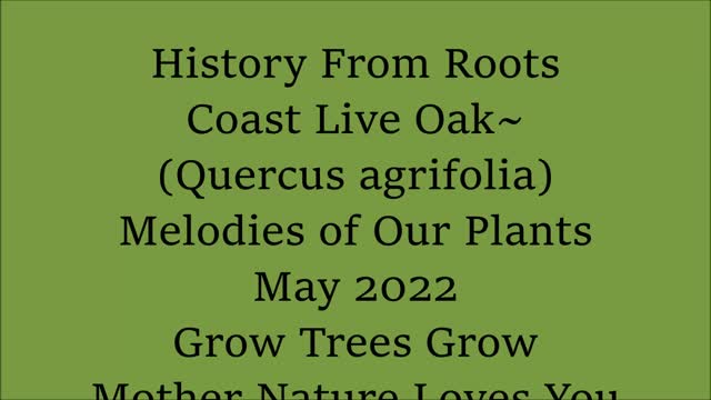 Roots Have A Message Coast Live Oak Quercus agrifolia May 2022