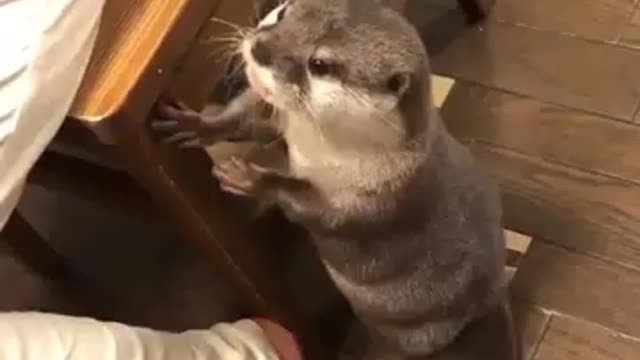 The otter was hungry and asked to eat