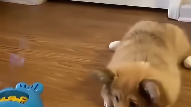 Corgi Daily Corgi is interested in our toys