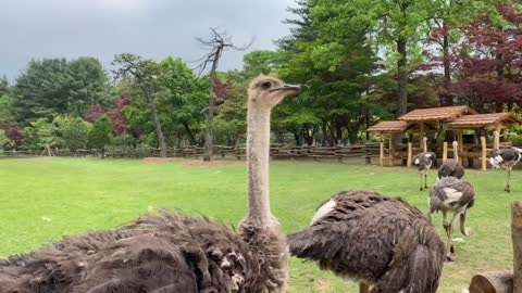 The World's Largest Bird