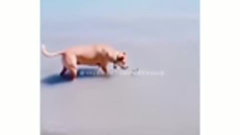 MY DOG DOG