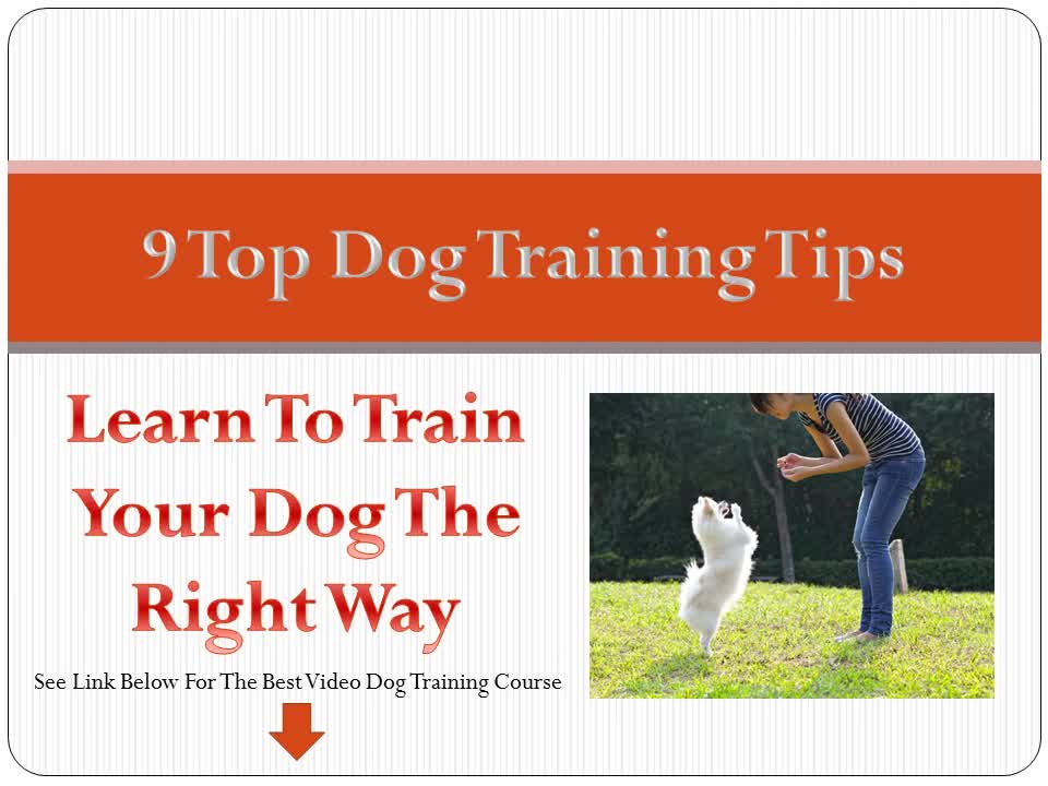 9 Top Tips On How To Train Your Dog