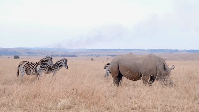 Rhinoceros And Zebra Video