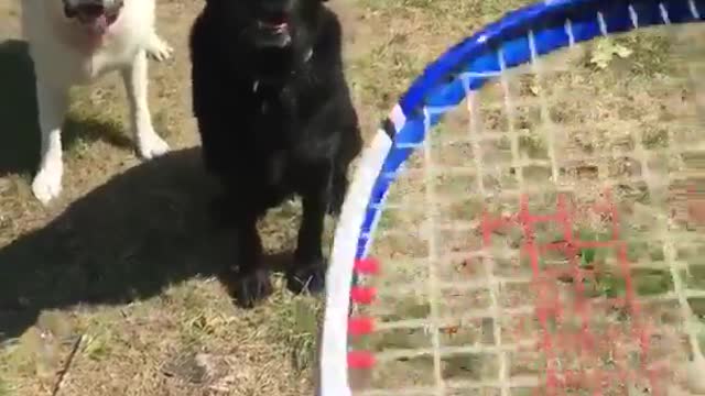 Girl throws tennis ball to two dogs outside