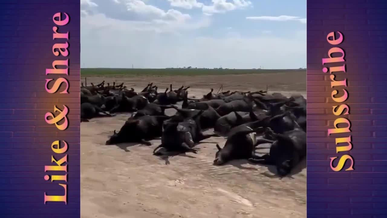 Extreme heat and humidity killed thousands of cattle in Kansas this week so far