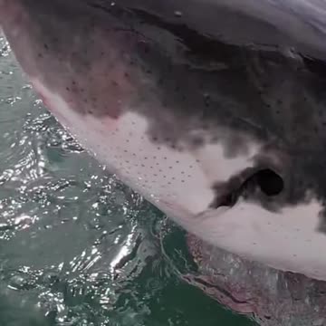 Spy Hopping Great White ​