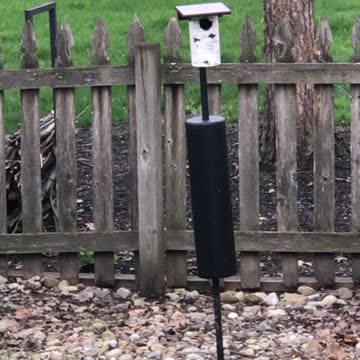 Bluebirds umm what are they doing?