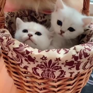 There is a cat in the dog's mouth