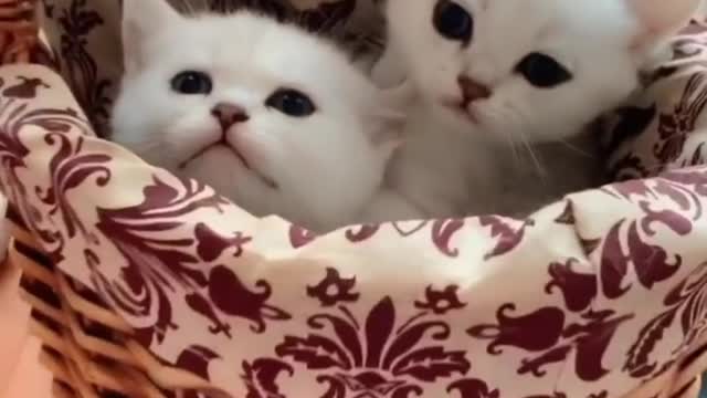 There is a cat in the dog's mouth