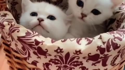 There is a cat in the dog's mouth