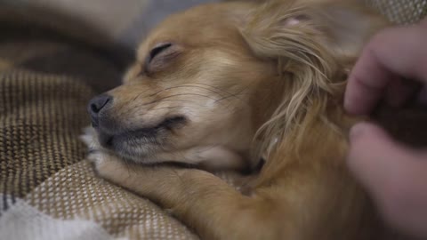 adorable funny dog chihuaha sleeps on plaid, a person's hand strokes a sleepy pet