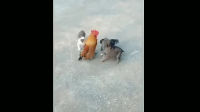 Dog And Chicken Fight || Dog And Chicken Funny Fighting Video || Animals World