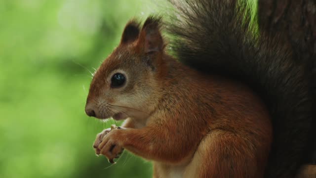 A BROWN SQUIRREL EATING ....VERY CUTE...