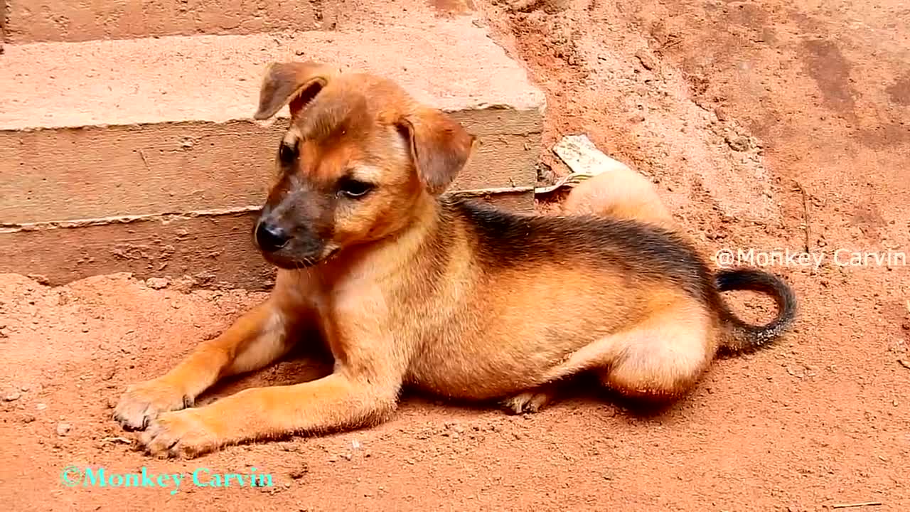 Doggy save baby monkey