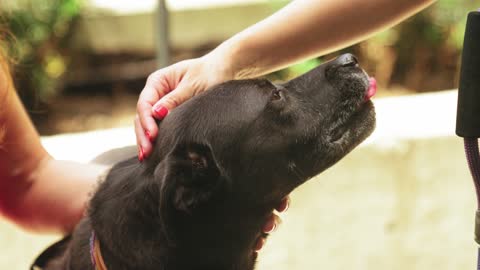 Slow Motion Footage Of A Person Showing Love To A Dog