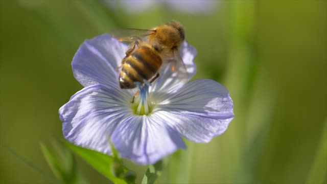 A bee absorbs nectar from a chamomile flower