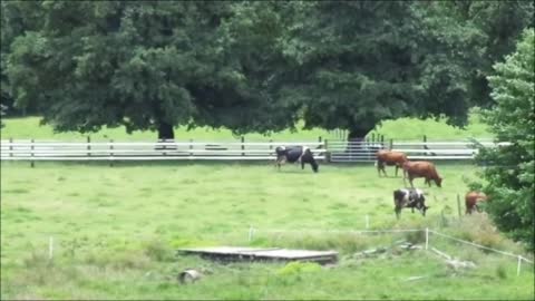 vacas en el campo