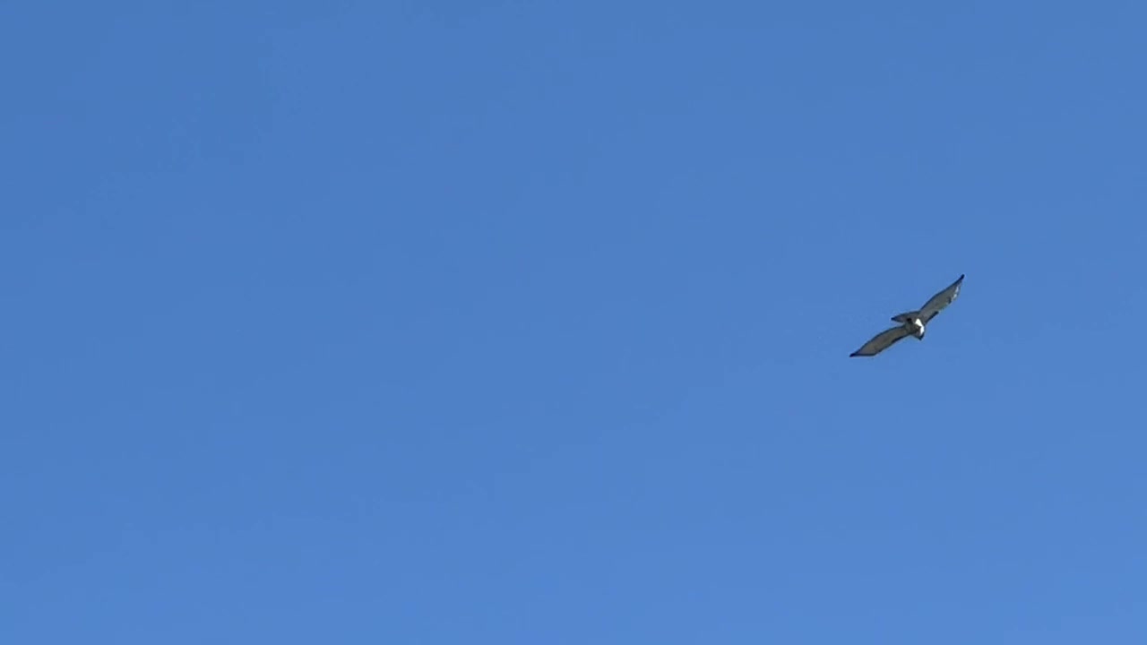 Beautiful birds of prey at Lambton's Golf course