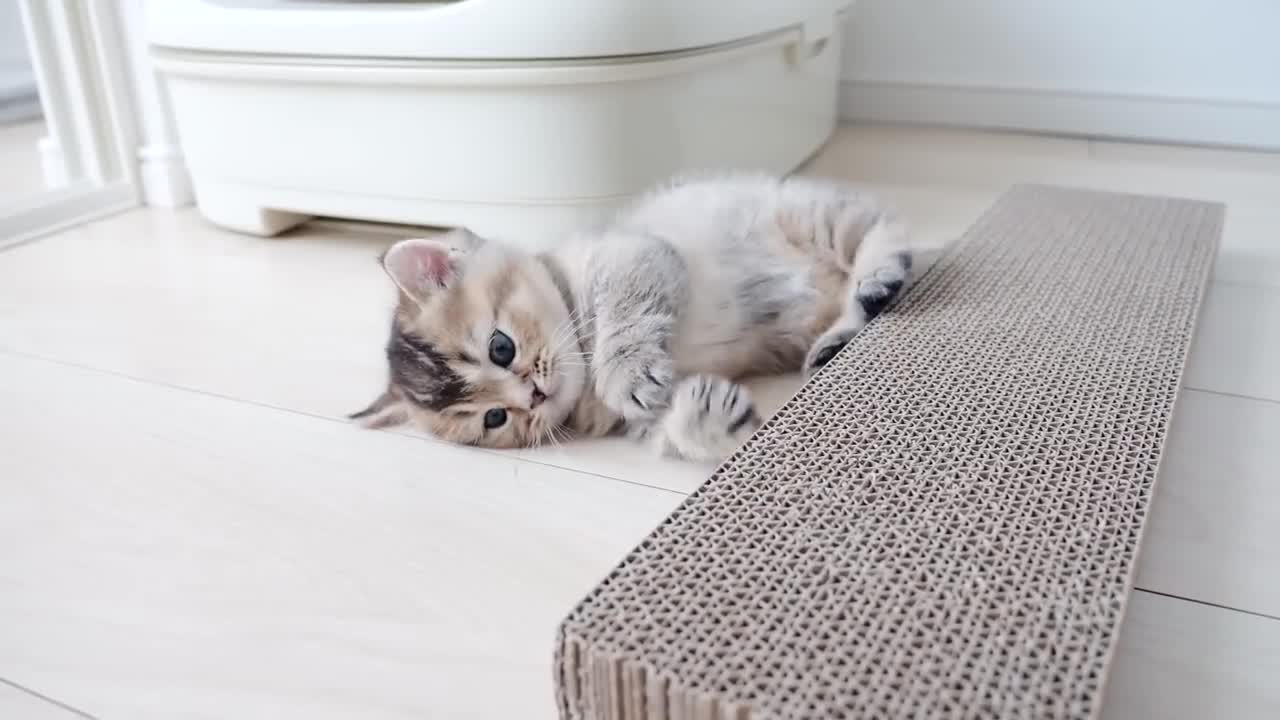 Kitten Kiki invents a new way to use a nail sharpener!lol