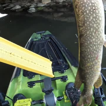 Troll 30 inch pike decides tiny Ned Rig is a tasty snack!!