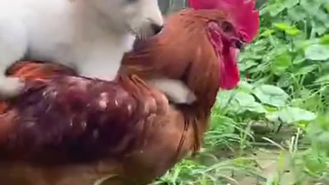 funny pet